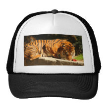 ZOO 103110 090 DE LA CASQUETTES DE CAMIONNEUR