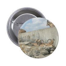 zoo badge avec épingle