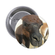 zoo pin's avec agrafe