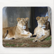 ZooLions05 Muismat