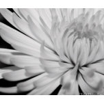 Bloemen Cadeaus