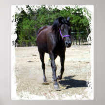Zwart Paard Poster