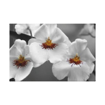 Zwart-wit Orchideeën Verpakt Canvas Gallerij Wrap Canvas