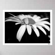 Zwart-witte Daisy Print