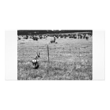 zwart-witte herten photocard fotokaart