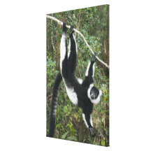 Zwart-witte Maki Ruffed, (Varecia Canvas Print