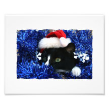 Zwarte Kat, het pet van de Kerstman, blauw klaterg Foto Kunst