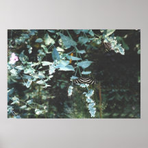 Zwarte Vlinders Posters