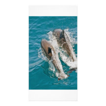 Zwemmen van dolfijnen Vrij in de Vreedzame Oceaan Persoonlijke Fotokaarten