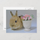 か わ い う さ ぎ BRIEFKAART (Voorkant / Achterkant)