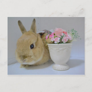 か わ い う さ ぎ BRIEFKAART