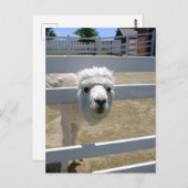 アルパカ BRIEFKAART (Voorkant / Achterkant)