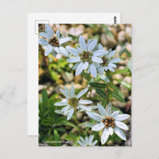 コ ウユラウ80000000005Briefkaartイス000000000000000000000 Briefkaart (Voorkant / Achterkant)