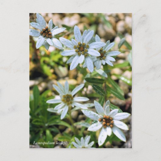 コ ウユラウ80000000005Briefkaartイス000000000000000000000 Briefkaart (Voorkant)