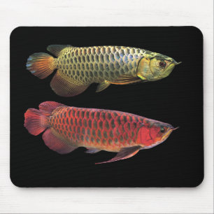 マ レゴsteken アシ88888888888888ンールデ opンアロワナとスーパーレッドアロワ muismat