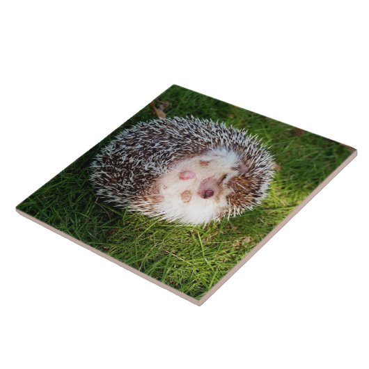 丸まったハリネズミ TEGELTJE (Zijkant)