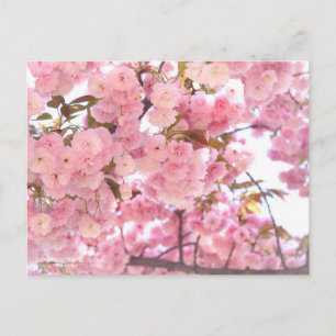 八 重 桜(Double fleurs de cerisiers) : Carte postale