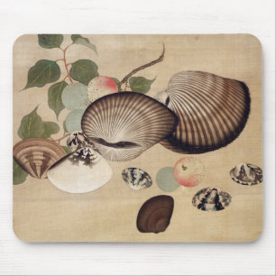 貝, 其 一 schelvis, Kiitsu Muismat