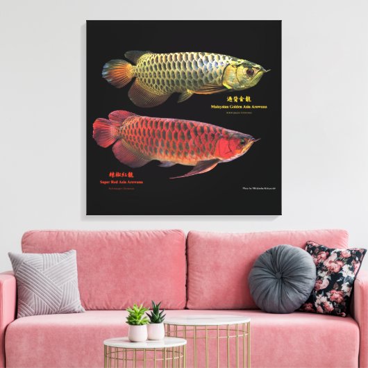 金と赤のAsian Arowana Canvas Afdruk (Insitu (Woonkamer))