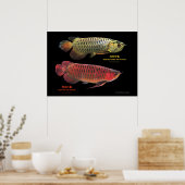 金と赤のAsian Arowana Poster (Keuken)