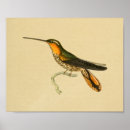 Recherche de ornithologie posters Colibri