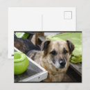 Recherche de loyal cartes postales Mignon