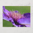 Recherche de clematis cartes postales Blanc