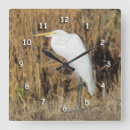 Recherche de marais horloges Herbe