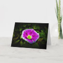 Recherche de morning glory Nature