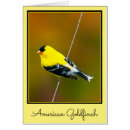 Recherche de american photographie Goldfinch