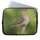 Recherche de chanteurs coques Faune