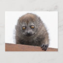 Recherche de lemur cartes postales Bébé