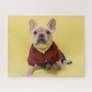 Recherche de frenchie puzzles Chiot