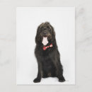 Recherche de portrait de chien cartes postales Vue avant
