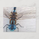 Recherche de ailes libellule cartes postales Macro