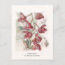 Recherche de orchidées exotiques cartes postales Botanique