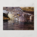 Recherche de de crocodile cartes postales Reptiles