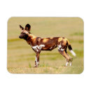 Recherche de adulte magnets Image en couleur