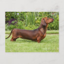 Recherche de poil cartes postales Dog