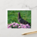 Recherche de pigeons cartes postales Photographie