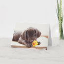 Zoek naar chocolade labrador retriever kaarten Schattig