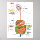 Recherche de digestif posters Humain
