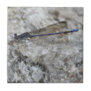 Recherche de mouche carreaux Nature