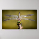 Zoek naar vliegend insect posters Wild