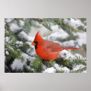 Recherche de cardinal rouge posters Aviaire