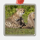 Recherche de guépard ornements Nature