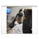 Recherche de basset calendriers Chien