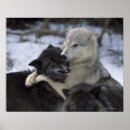 Zoek naar wilde wolven posters Winter