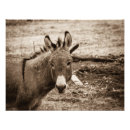 Recherche de mules posters Ferme