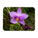 Recherche de orchidées magnets Nature
